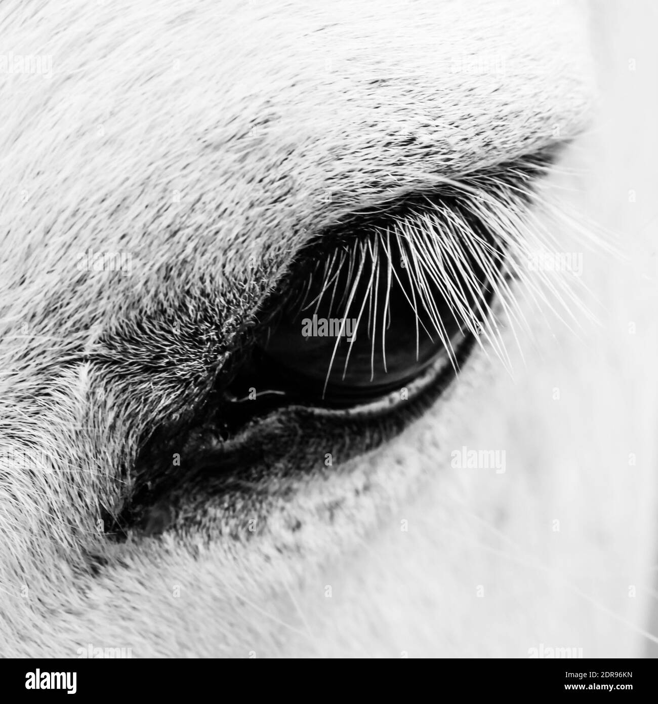 Detail Makro-Foto von einem weißen Pferd Stockfoto