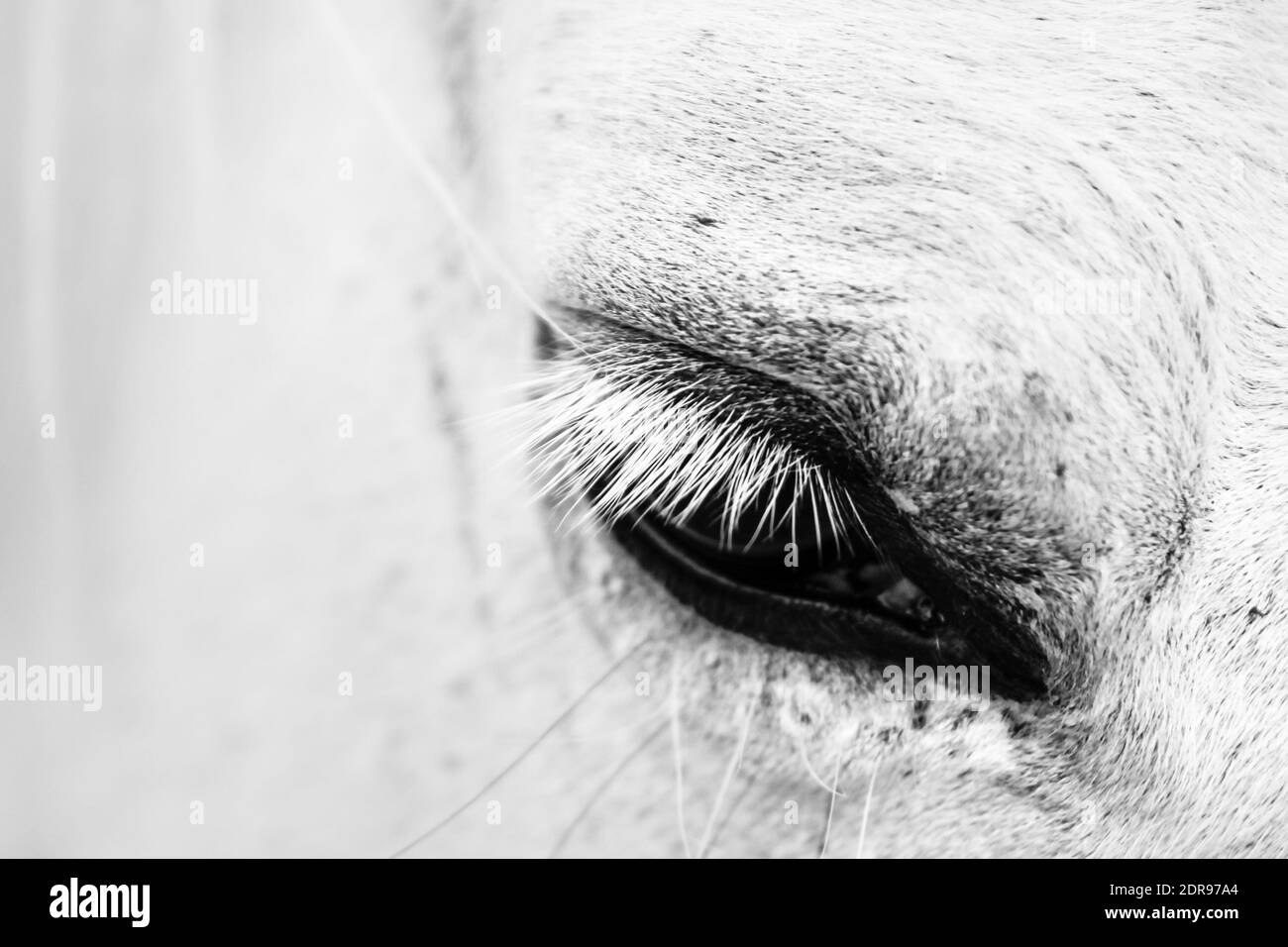 Detail Makro-Foto von einem weißen Pferd Stockfoto