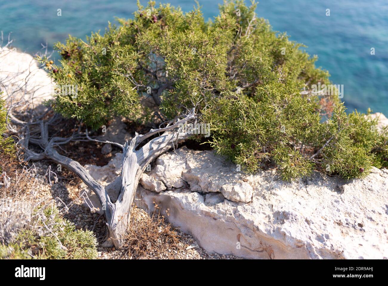 Natrliche Bonsai auf den Felsen von Zypern. Von Yamadori Wacholder  Stockfotografie - Alamy