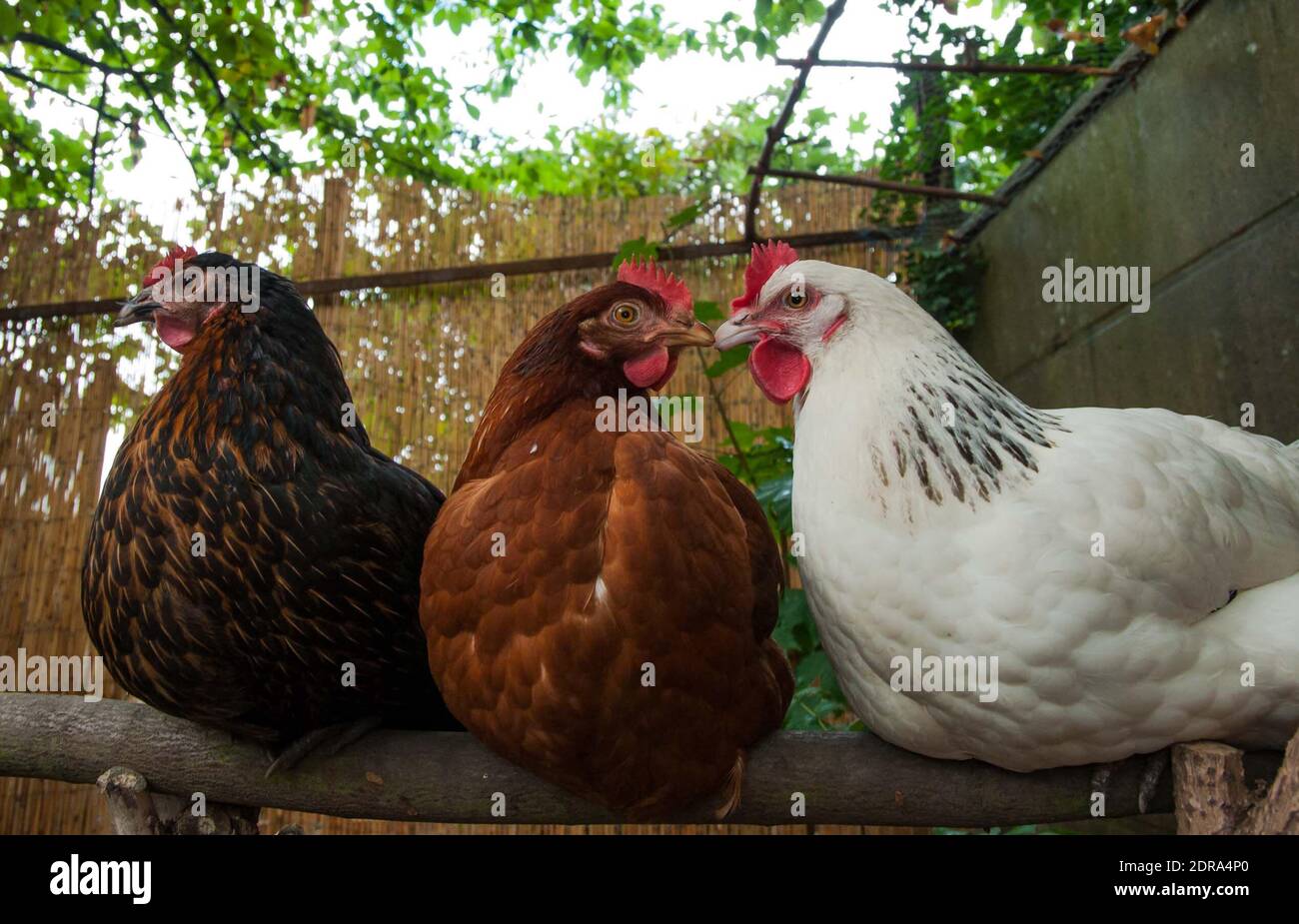 ABBILDUNG. Ein Fall der Vogelgrippe wurde am 2015. November in einem Hinterhof in Biras, Dordogne, Südfrankreich, bestätigt. Frankreich, der größte Agrarproduzent der Europäischen Union, meldete einen Ausbruch des tödlichen Vogelgrippevirus H5N1 bei Hühnern, der erstmals seit 2007 ausbrach. Foto von Christophe Geyres/ABACAPRESS.COM Stockfoto