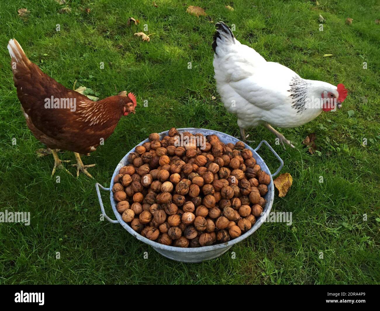 ABBILDUNG. Ein Fall der Vogelgrippe wurde am 2015. November in einem Hinterhof in Biras, Dordogne, Südfrankreich, bestätigt. Frankreich, der größte Agrarproduzent der Europäischen Union, meldete einen Ausbruch des tödlichen Vogelgrippevirus H5N1 bei Hühnern, der erstmals seit 2007 ausbrach. Foto von Christophe Geyres/ABACAPRESS.COM Stockfoto