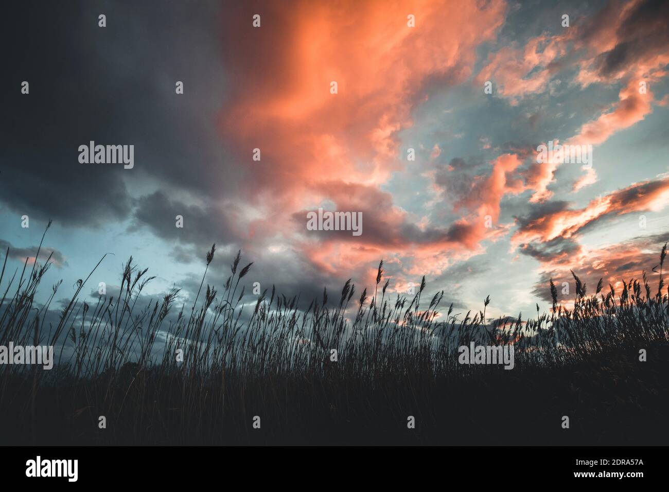 Low Angle Ansicht Von Pflanzen, Die Bei Sonnenuntergang Auf Dem Feld Gegen Den Himmel Wachsen Stockfoto