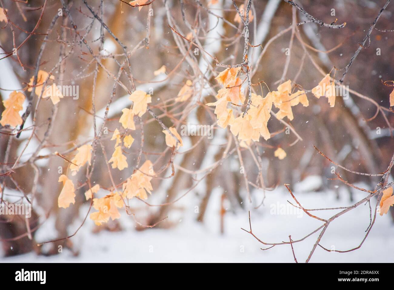 Winter-Blätter Stockfoto