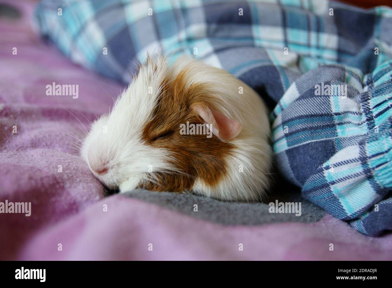 Nahaufnahme des Meerschweinchen, das auf dem Bett schläft Stockfotografie -  Alamy