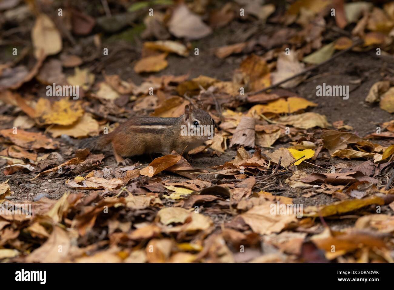 Eine selektive Nahaufnahme eines Eichhörnchens auf dem Gelände Voll gefallener getrockneter Blätter Stockfoto