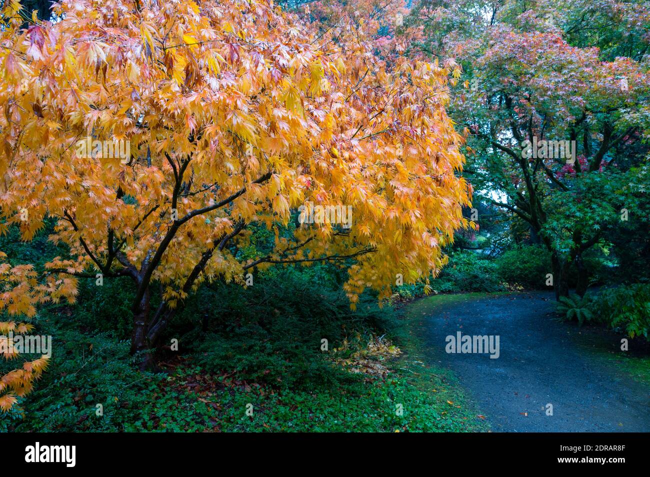 Weg durch einen öffentlichen Park im Herbst Stockfoto