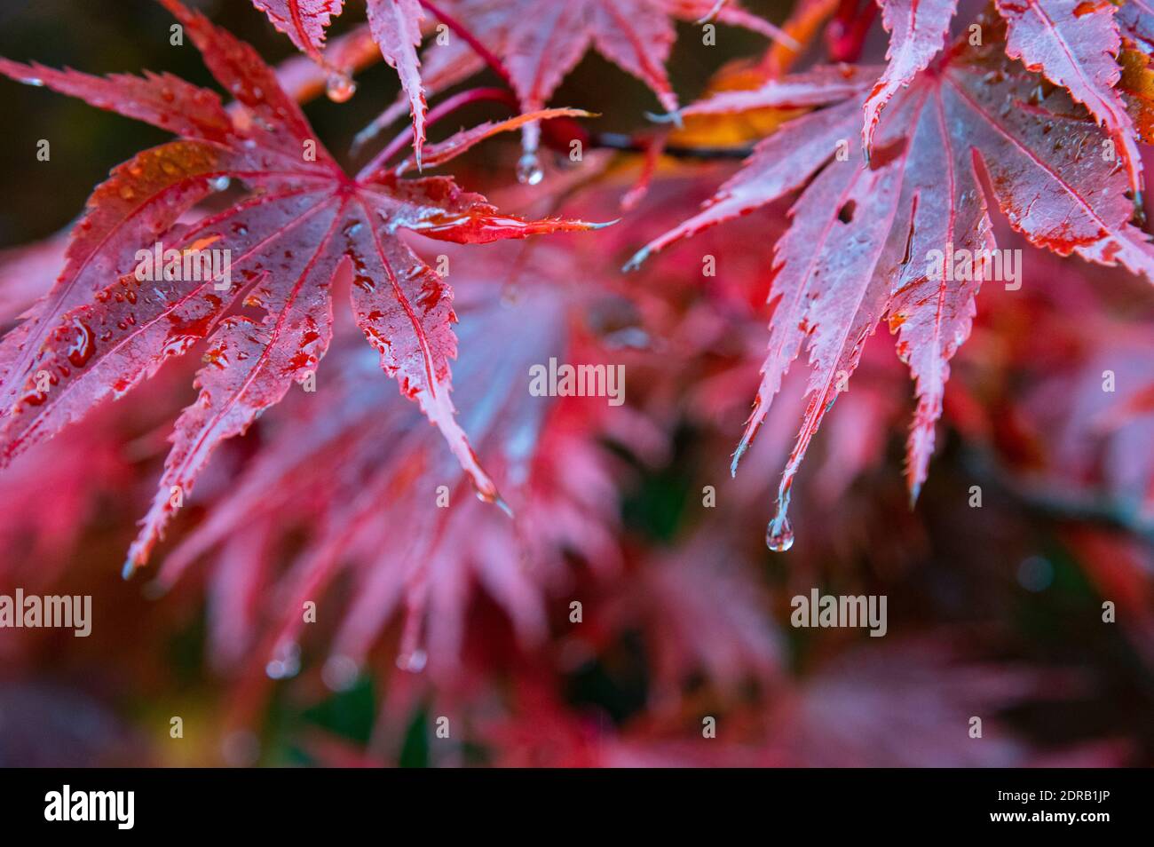 Regentropfen auf roten japanischen Ahornblättern Stockfoto