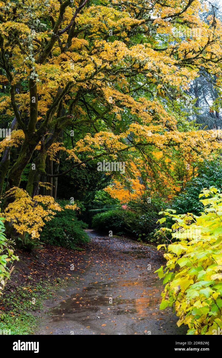Fußweg durch Herbstblätter Stockfoto