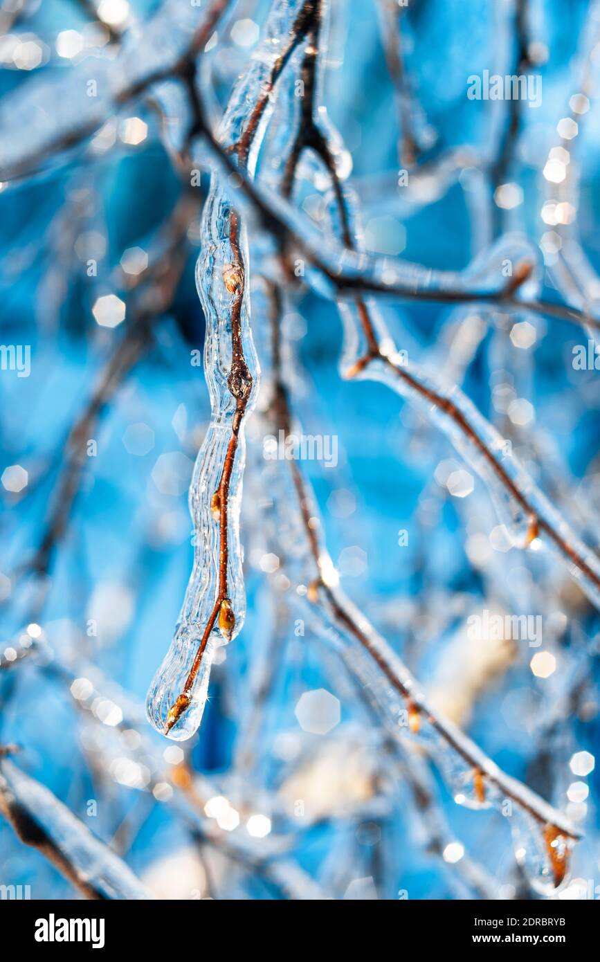 Baumzweige mit glänzendem Eis und Eiszapfen auf blauem Bokeh Hintergrund bedeckt. Frostiges Schneewetter. Natürliche Weihnachten Hintergrund. Wunderschöne Winterszenen Stockfoto