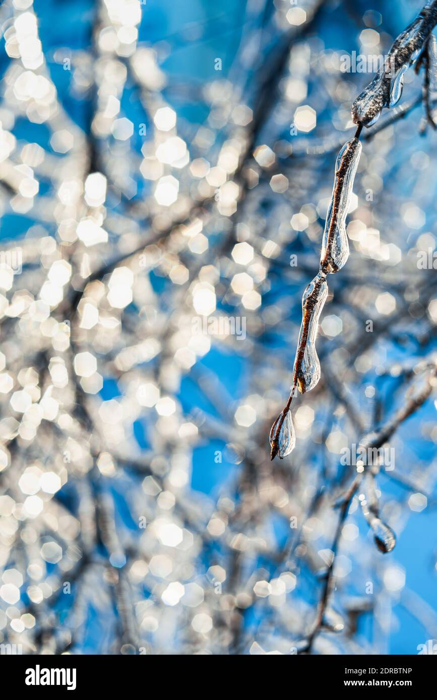 Baumzweige mit glitzerndem Eis und Eiszapfen auf blauem Bokeh Hintergrund bedeckt. Frostiges Schneewetter. Wunderschöne Winterszenen. Weihnachten Hintergrund. Stockfoto