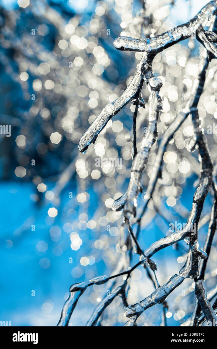 Baumzweige mit glänzendem Eis und Eiszapfen auf blauem Bokeh Hintergrund bedeckt. Frostiges Schneewetter. Wunderschöne Winterszenen. Natürliche Weihnachten Hintergrund Stockfoto