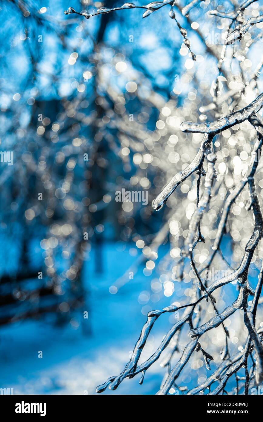 Baumzweige mit glitzerndem Eis und Eiszapfen auf blauem Bokeh Hintergrund bedeckt. Frostiges Schneewetter. Wunderschöne Winterszenen. Weihnachten Hintergrund Stockfoto