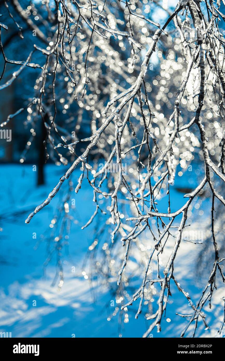 Baumzweige mit glänzendem Eis und Eiszapfen auf blauem Bokeh Hintergrund bedeckt. Frostiges Schneewetter. Natürliche Weihnachten Hintergrund. Wunderschöne Winterszenen Stockfoto