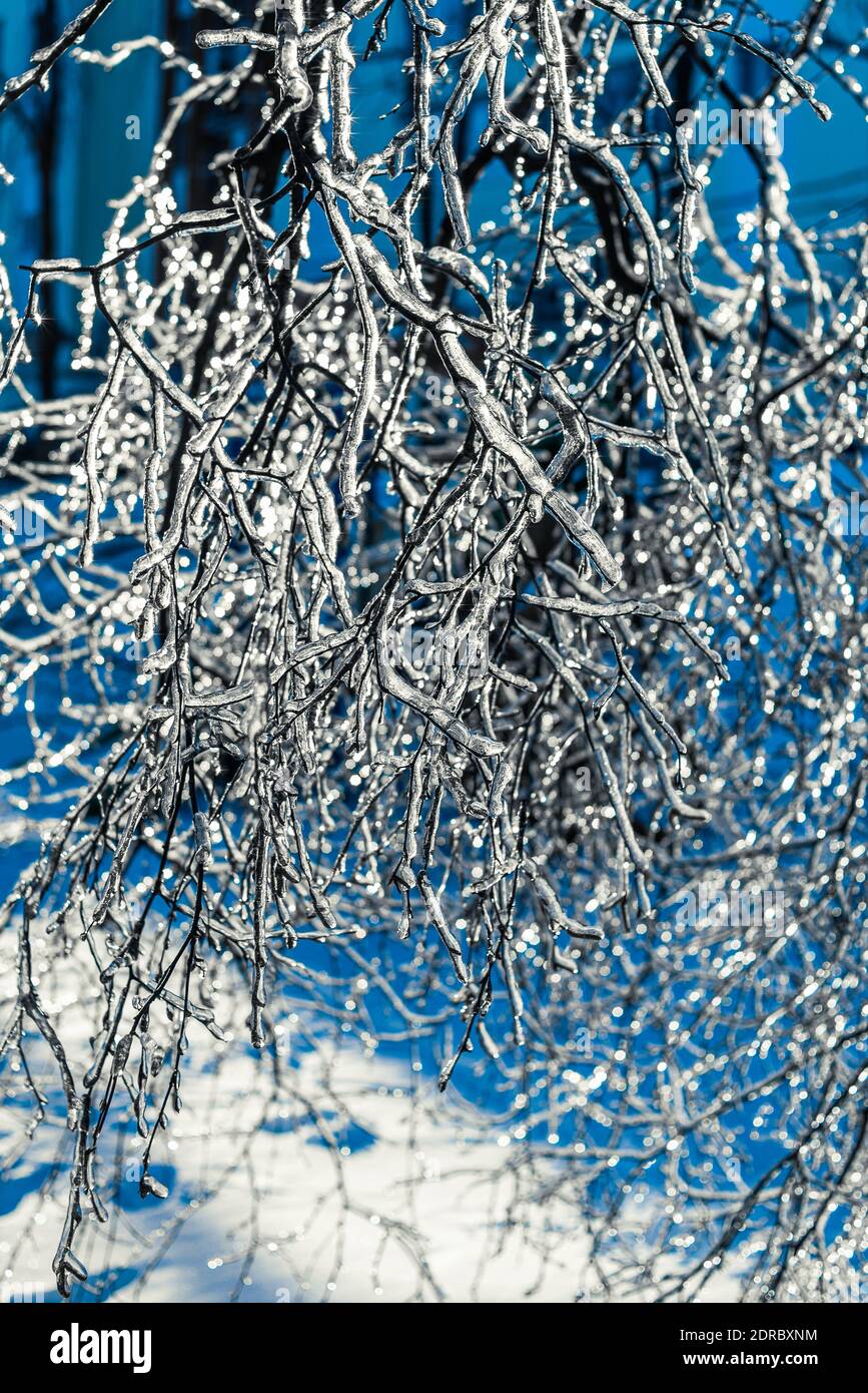 Baumzweige mit glitzerndem Eis und Eiszapfen auf blauem Bokeh Hintergrund bedeckt. Frostiges Schneewetter. Wunderschöne Winterszenen. Weihnachten Hintergrund Stockfoto
