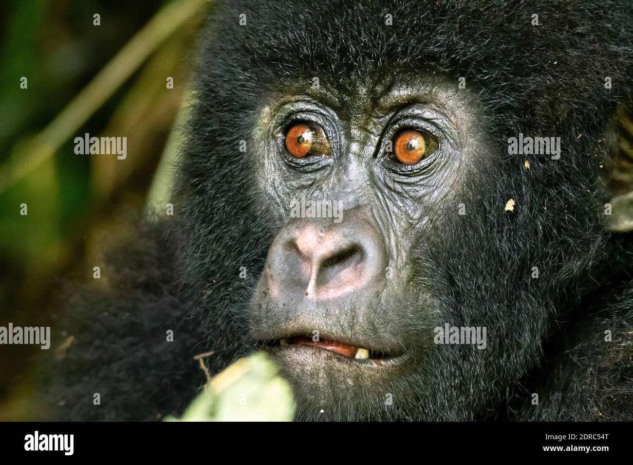 Berggorillas im Virunga Nationalpark, Provinz Nord-Kivu, Demokratische Republik Kongo Stockfoto