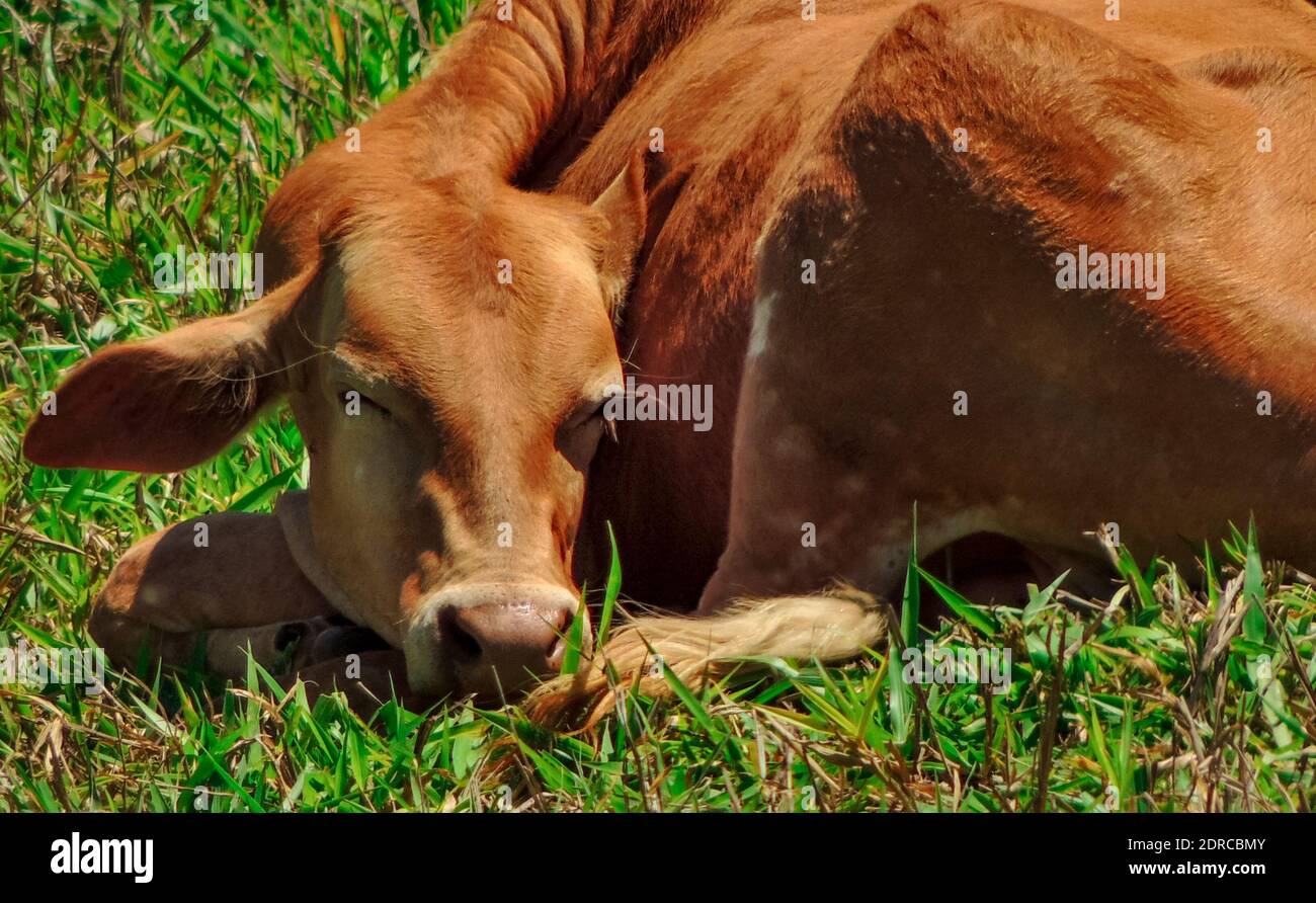 Nahaufnahme einer schönen und niedlichen brasilianischen braunen Baby Kuh auf grünem Gras in Joanopolis, Landschaft von Brasilien liegen Stockfoto