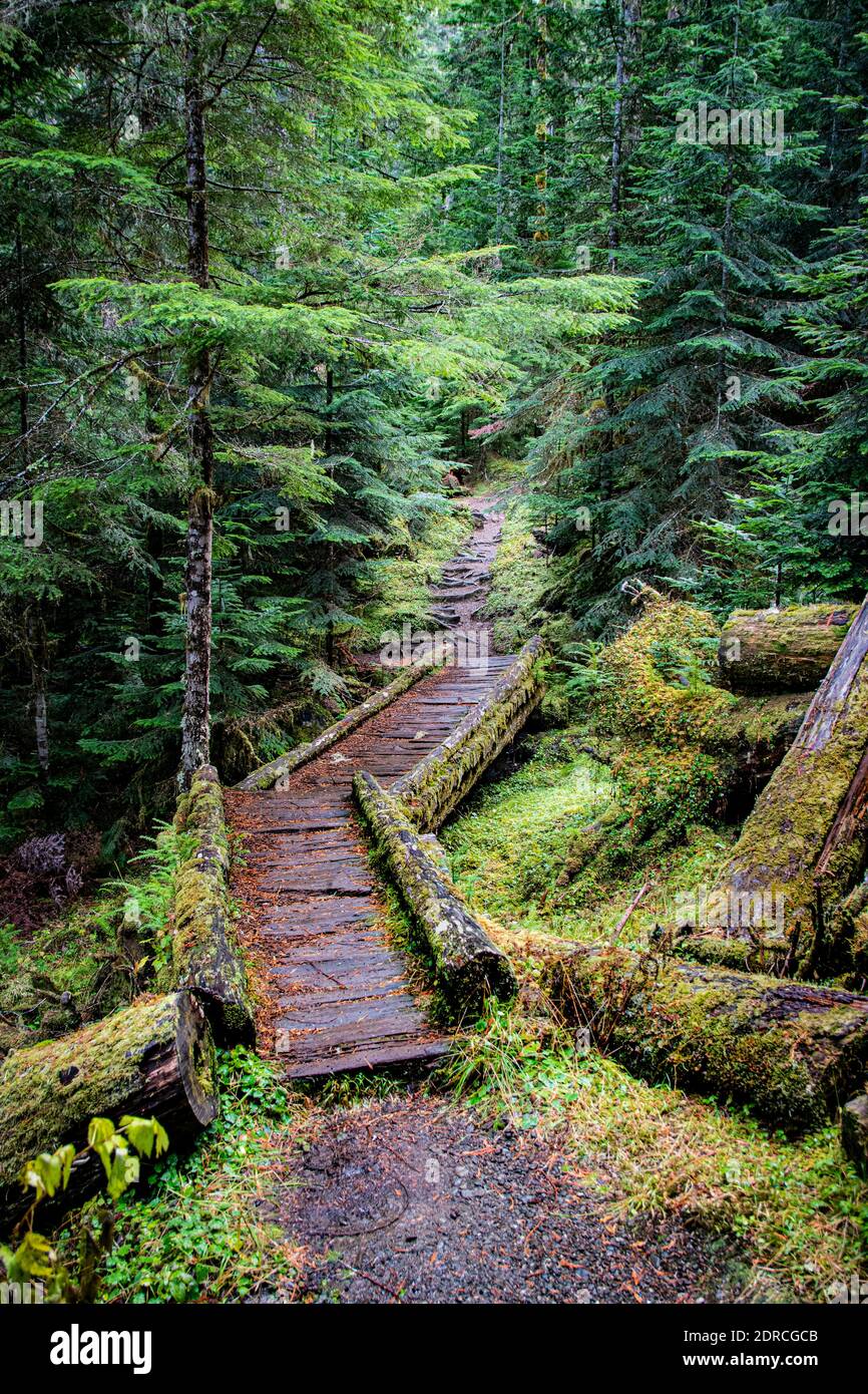 Hoh Rain Forest Olympic National Park Forks, Washington State, Usa Stockfoto