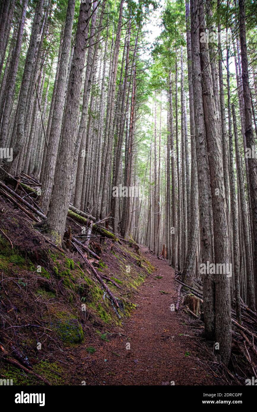 Lake Angeles, Sequim, Washington State, Vereinigte Staaten von Amerika, Olympic National Park Stockfoto