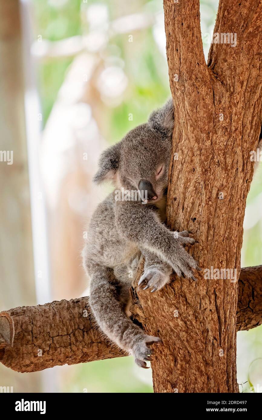 Ein süßer australischer Koala, der in einem Baum schläft und den Stamm umarmt Stockfoto