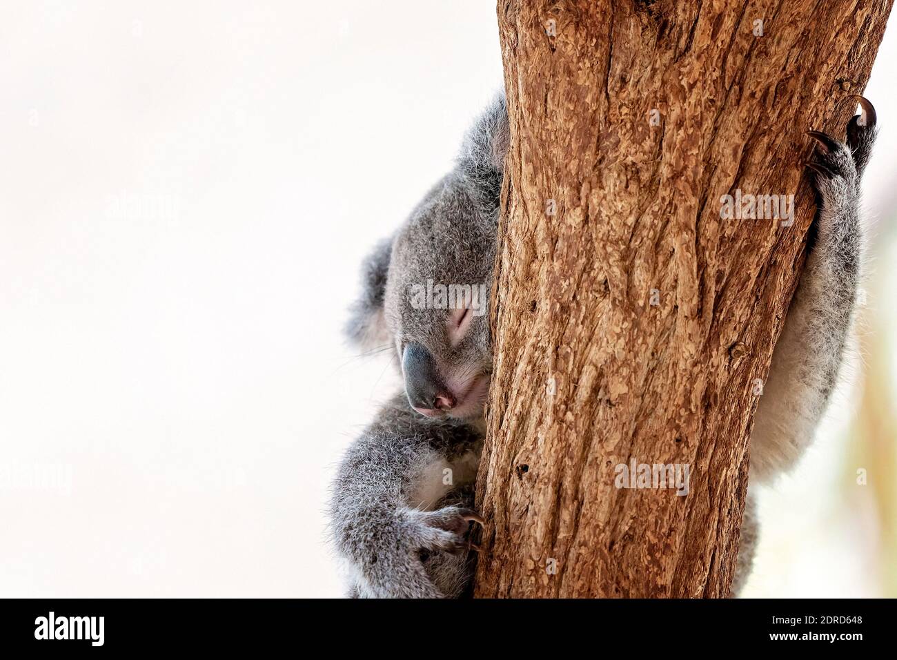 Ein süßer australischer Koala, der in einem Baum schläft und den Stamm umarmt Stockfoto