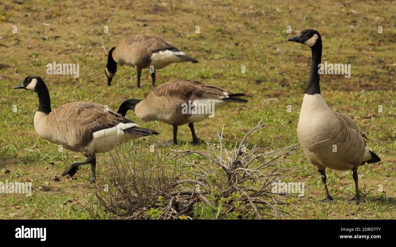 Gänse Stockfoto