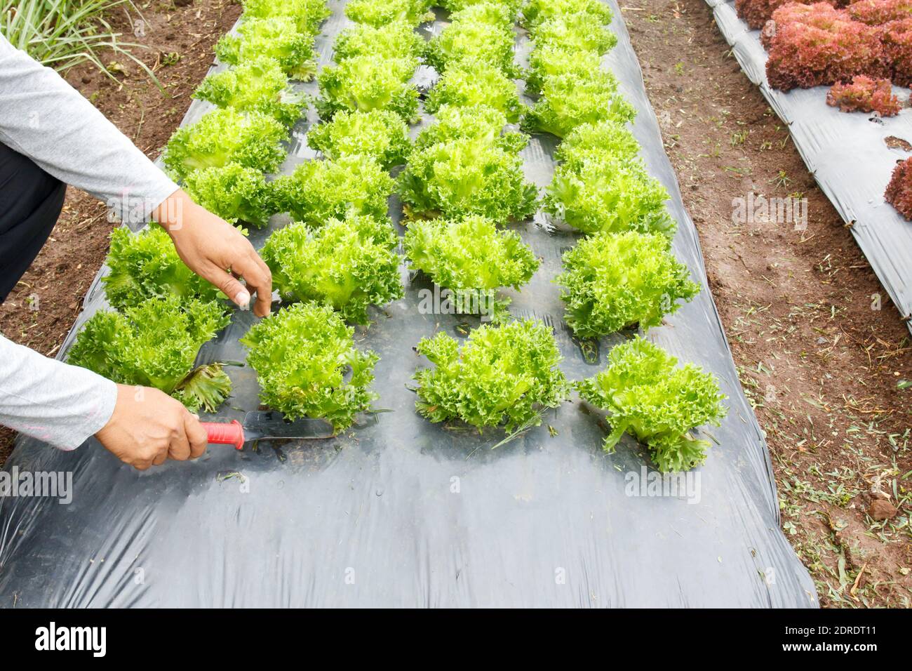 Gemüsegarten, mit Kunststoff-Bodenabdeckung oder Unkrautbarriere Stockfoto