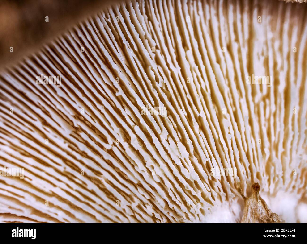 Nahaufnahme eines Pilzdeckels, Textur des Pilzunterstandes aus sehr naher Entfernung, selektiver Fokus. Stockfoto