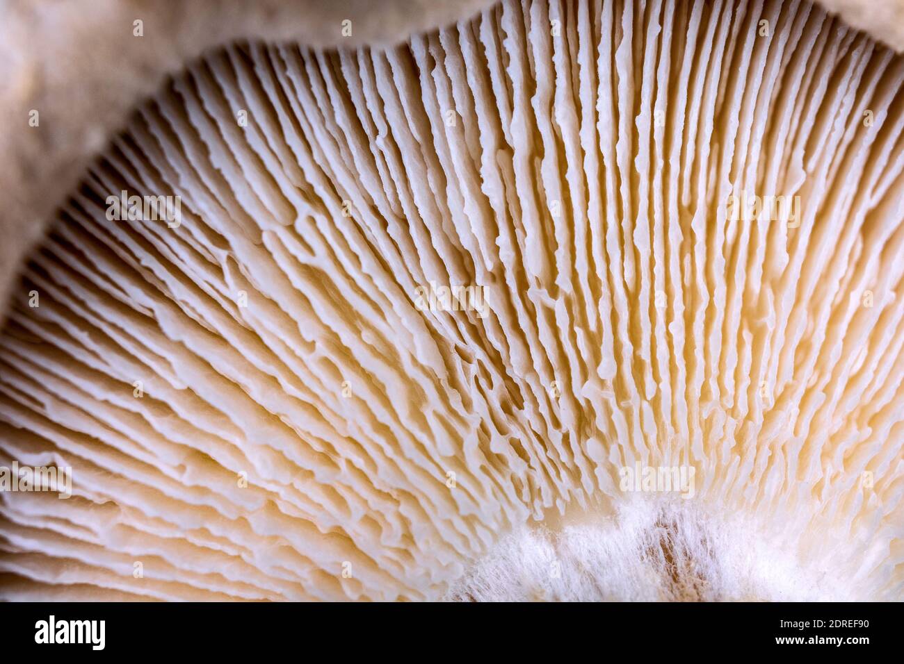 Nahaufnahme eines Pilzdeckels, Textur des Pilzunterstandes aus sehr naher Entfernung, selektiver Fokus. Stockfoto