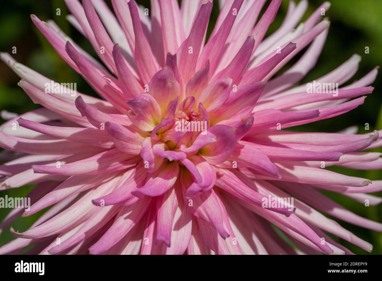 "Park Princess' Cactus Dahlia, Kaktusdahlia (Dahlia x Hortensis) Stockfoto