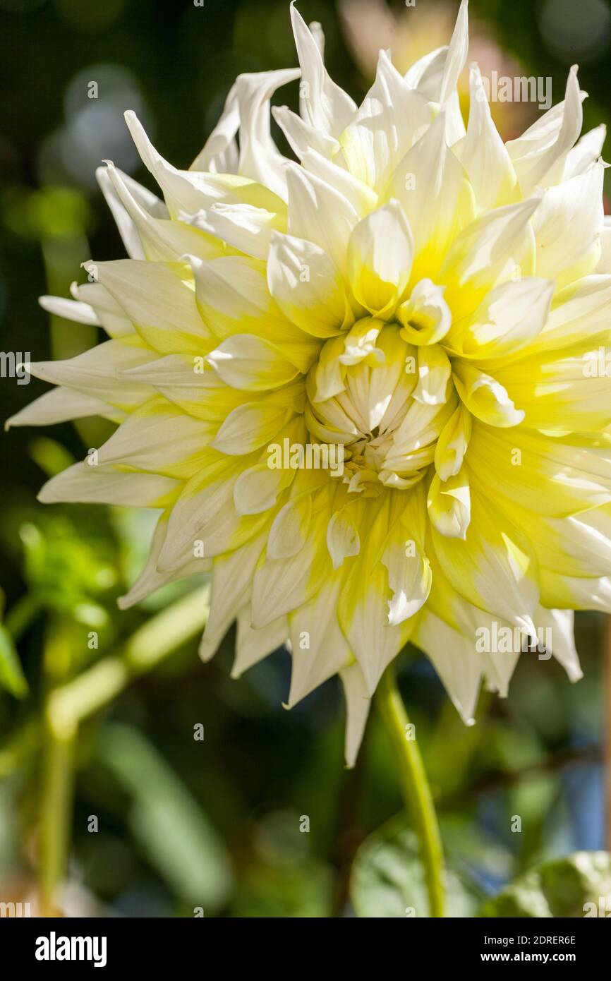 'Lemon Cane' Kaktus Dahlia, Dekorativdahlia (Dahlia x Hortensis) Stockfoto