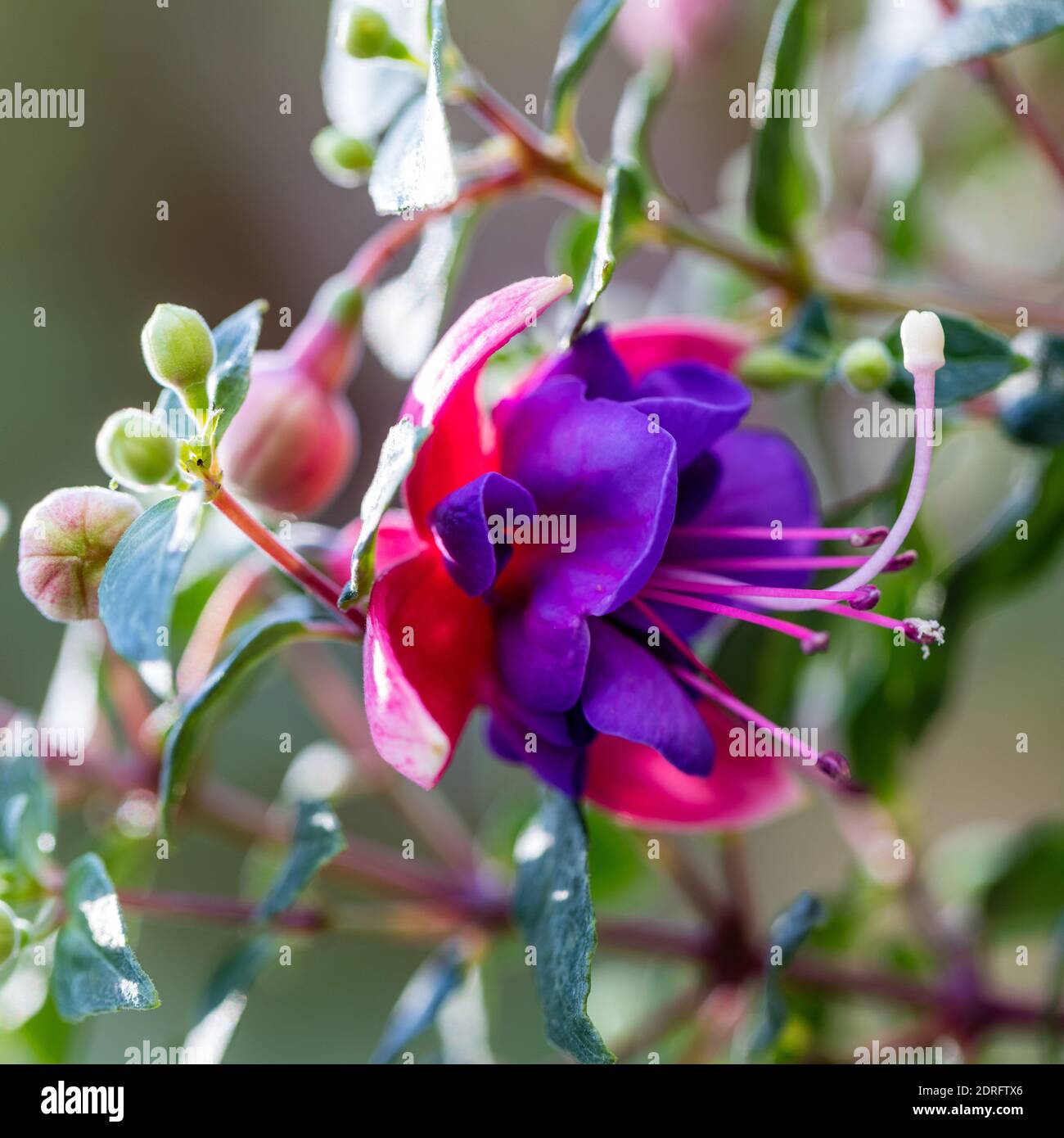 'Ringwood Market' Fuchsia, Blodsdroppe (Fuchsia hybrida) Stockfoto