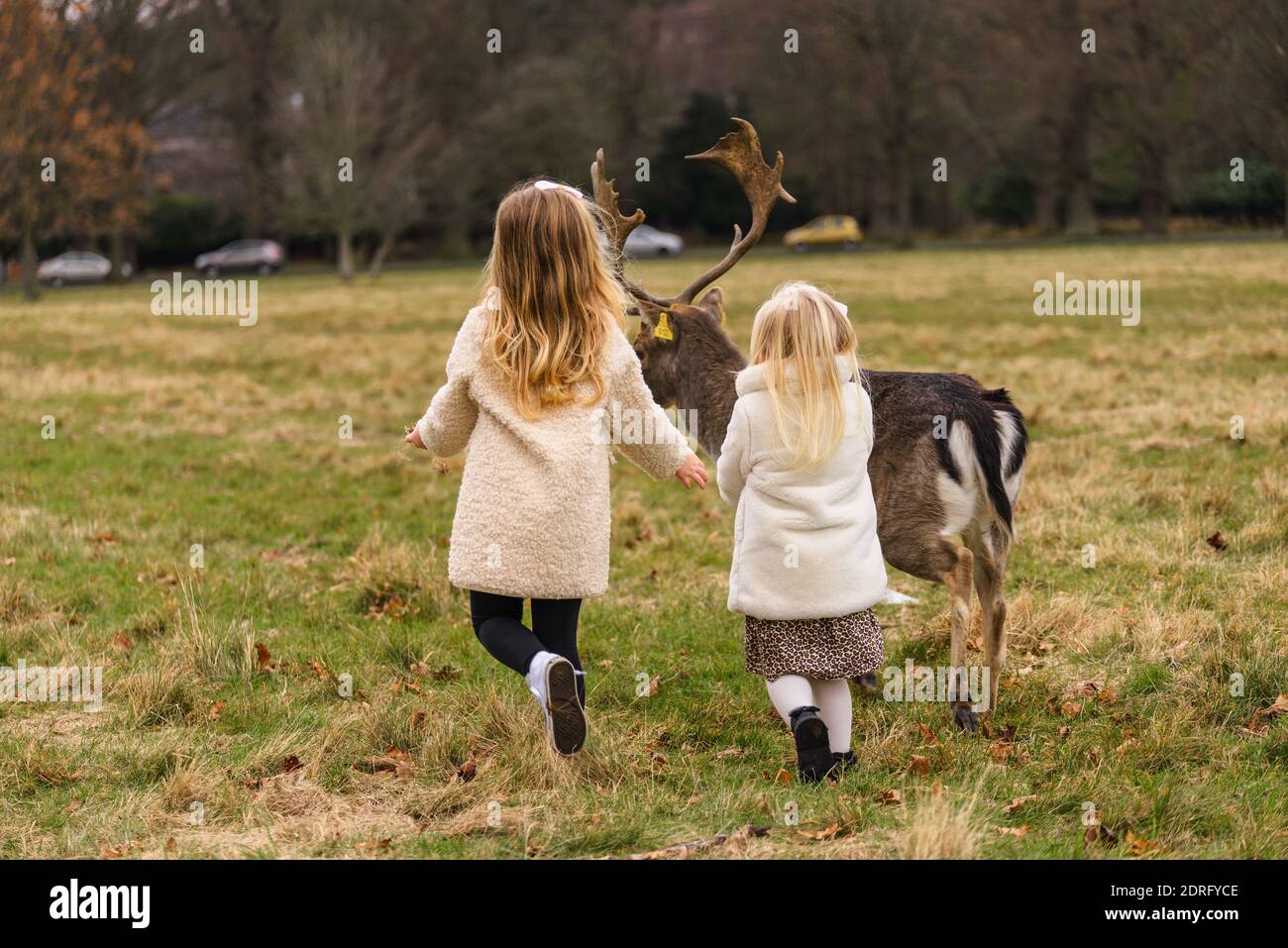 Zwei süße blonde Mädchen, die im Phoenix Park in Dublin, Irland, in der Nähe von freundlichen Hirschen laufen Stockfoto