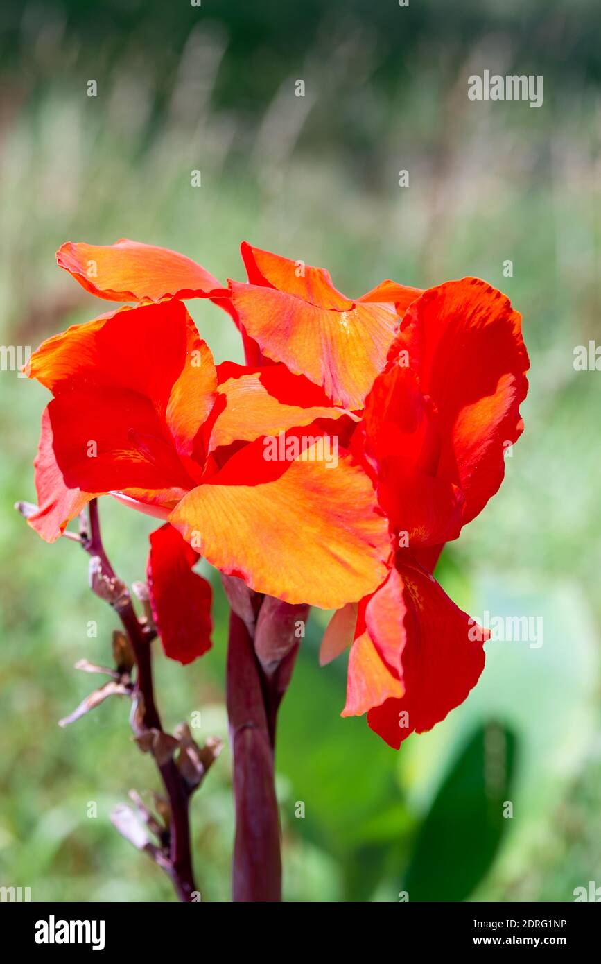 Schöne rote Canna Blume Nahaufnahme in einem Garten Stockfoto