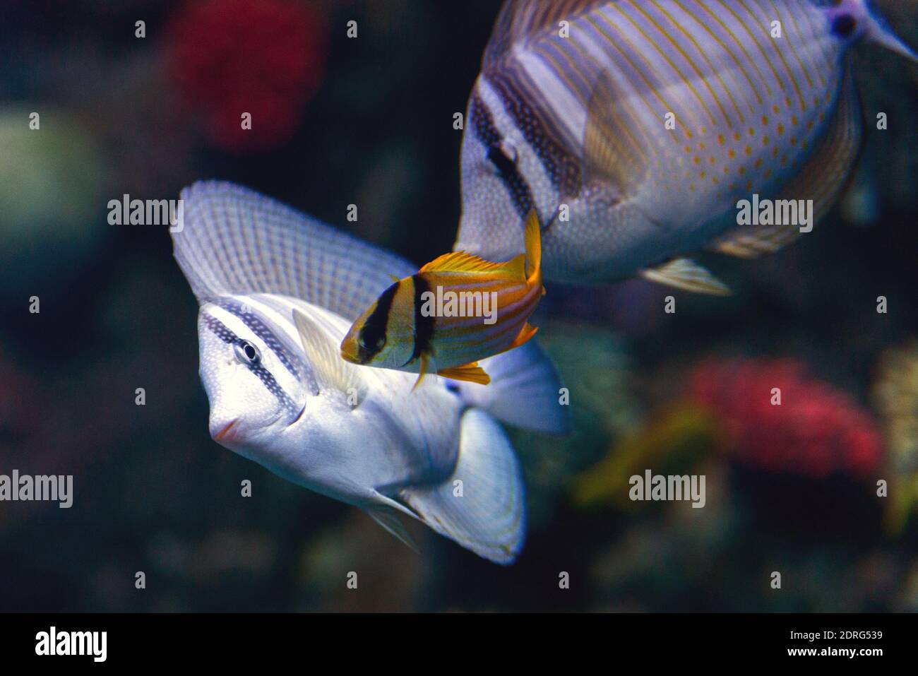 Nahaufnahme von tropischen Sailfin Tang Fischen. Stockfoto