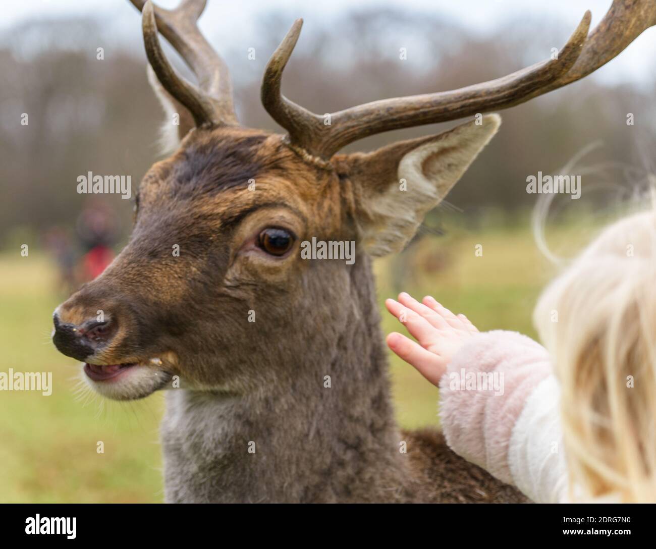 Das blonde Mädchen spielt mit freundlichen Hirschen in Phoenix Park, Dublin, Irland Stockfoto