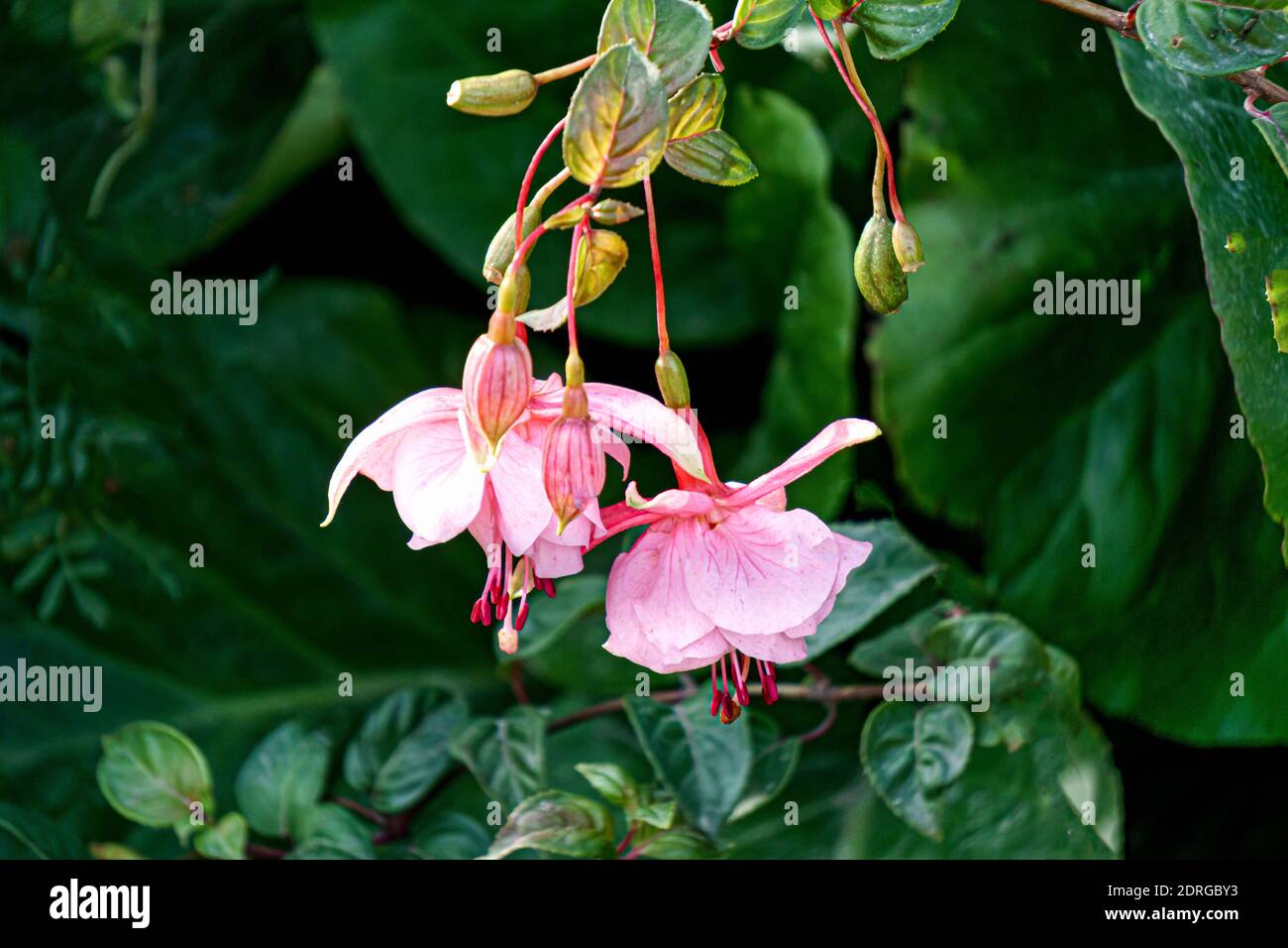 Schöne rosa Fuchsia Blumen im Sommergarten. Stockfoto