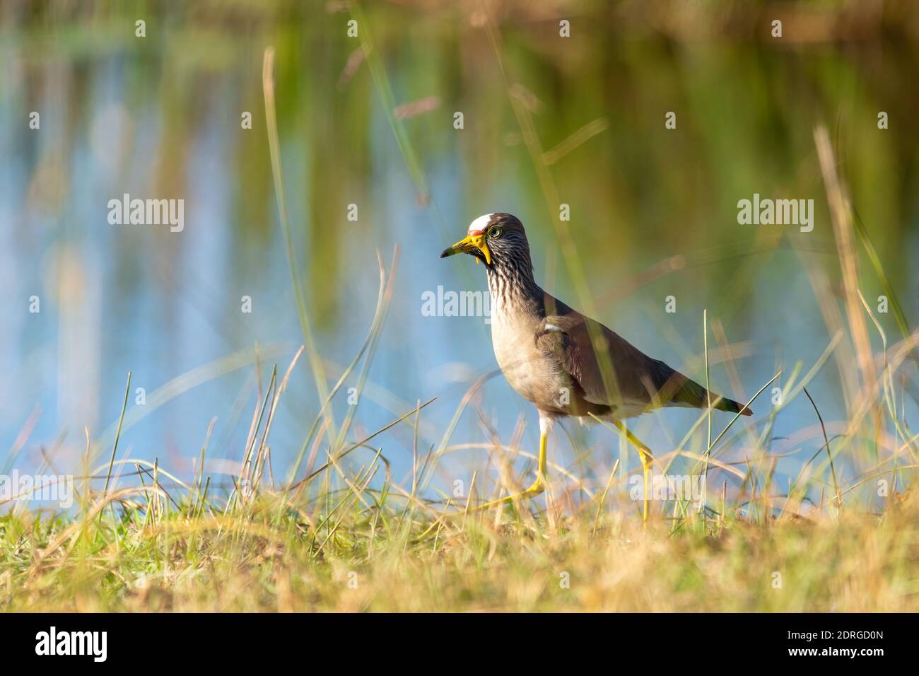 Afrikanischer Kiebitz (Vanellus senegallus), auch bekannt als Senegal-Kiebitz oder einfach nur gekiebelt Kiebitz. Bwabwata, Namibia Safari, Afrika wi Stockfoto