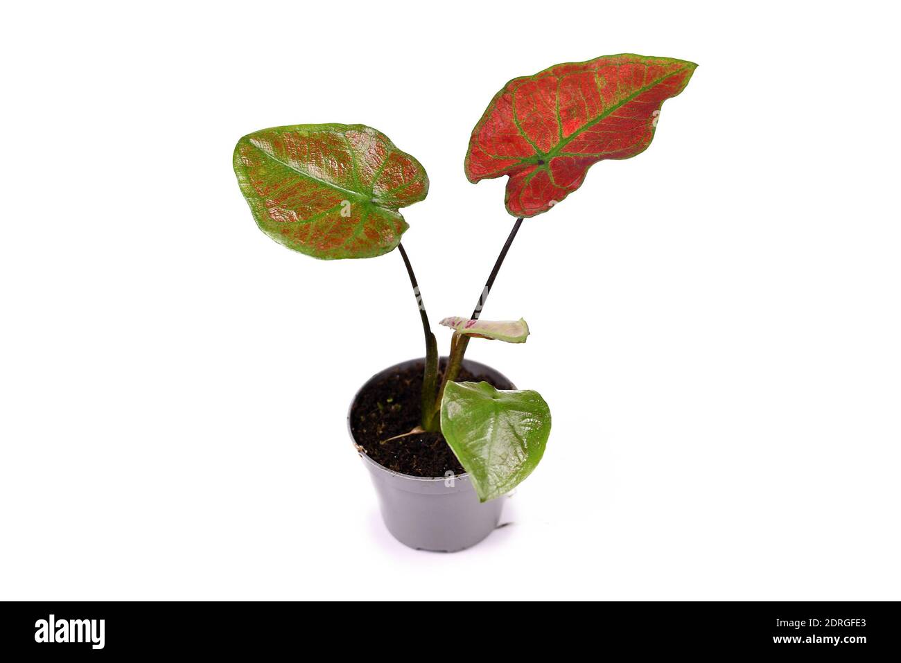 Kleine exotische 'Caladium Thai Danasty' Zimmerpflanze mit roten