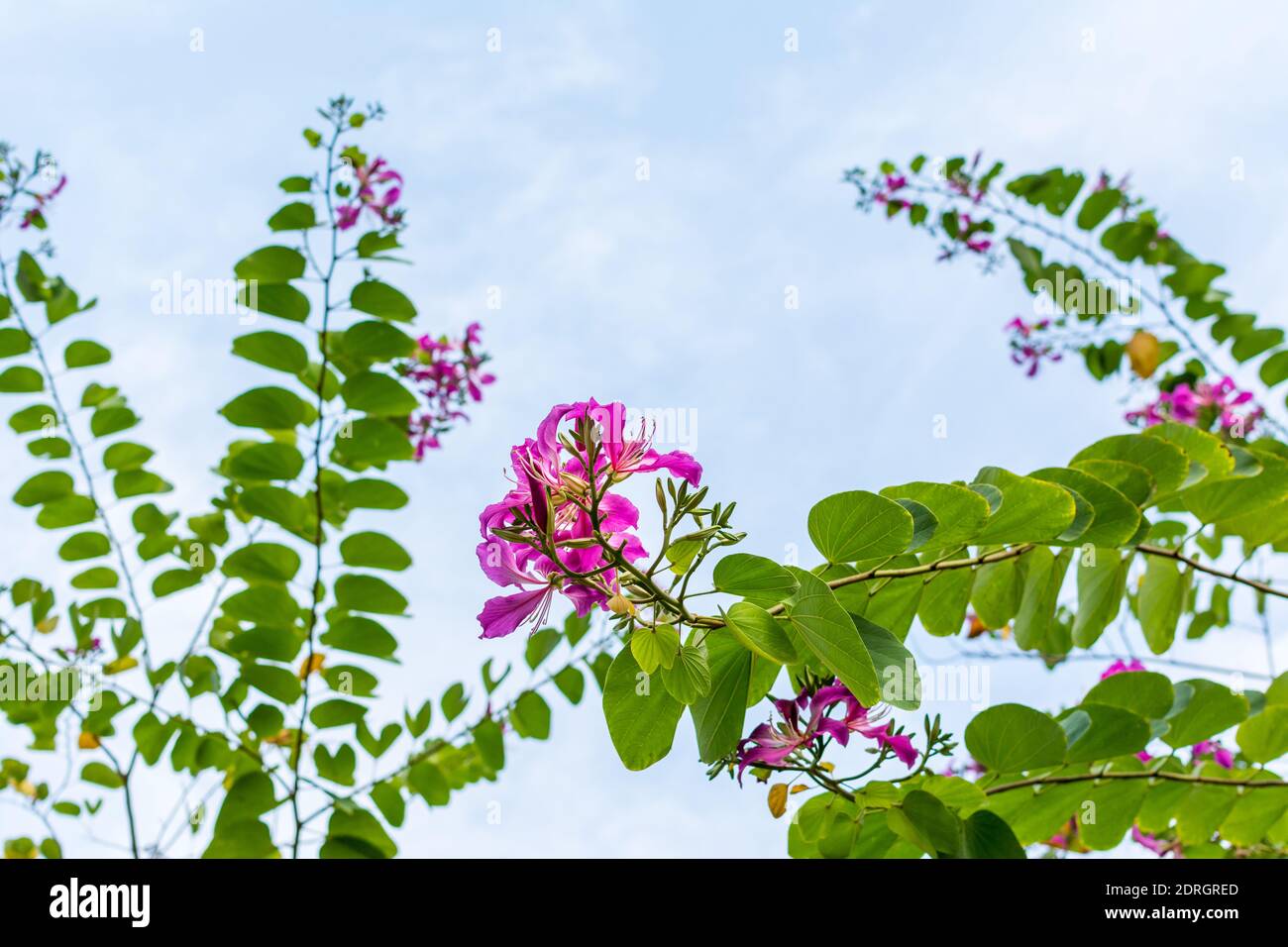 Rosa Bauhinia Blume blüht, gemeinhin als Hong Kong Orchideenbaum. Stockfoto