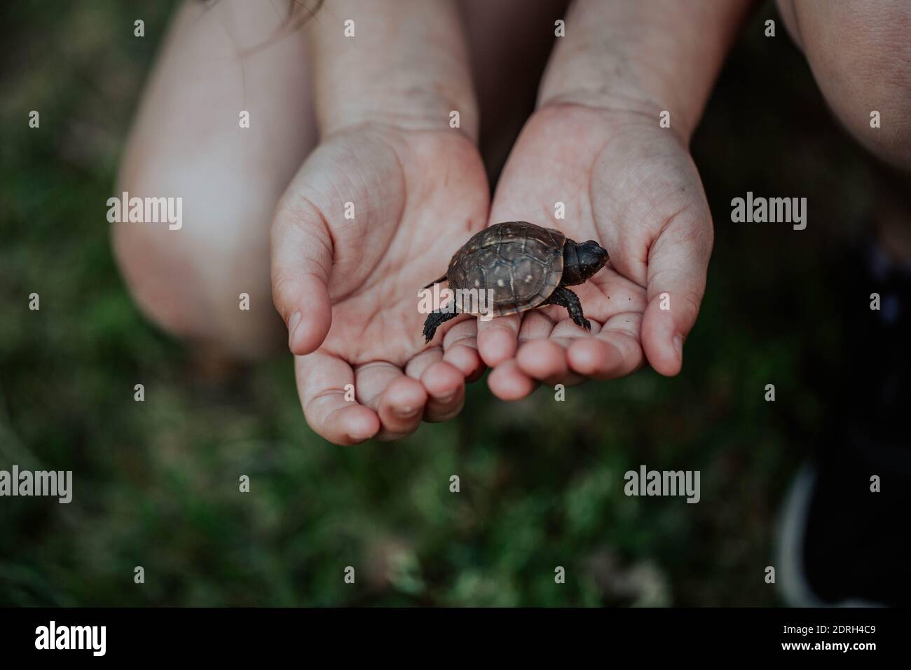 Mittelteil Der Schildkröte, Die Kinder Hält Stockfotografie - Alamy