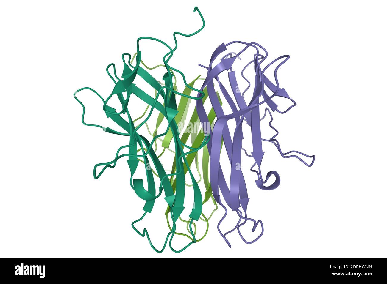 Kristallstruktur des menschlichen CD40 Ligand Homotrimer, 3D-Cartoon-Modell, weißer Hintergrund Stockfoto