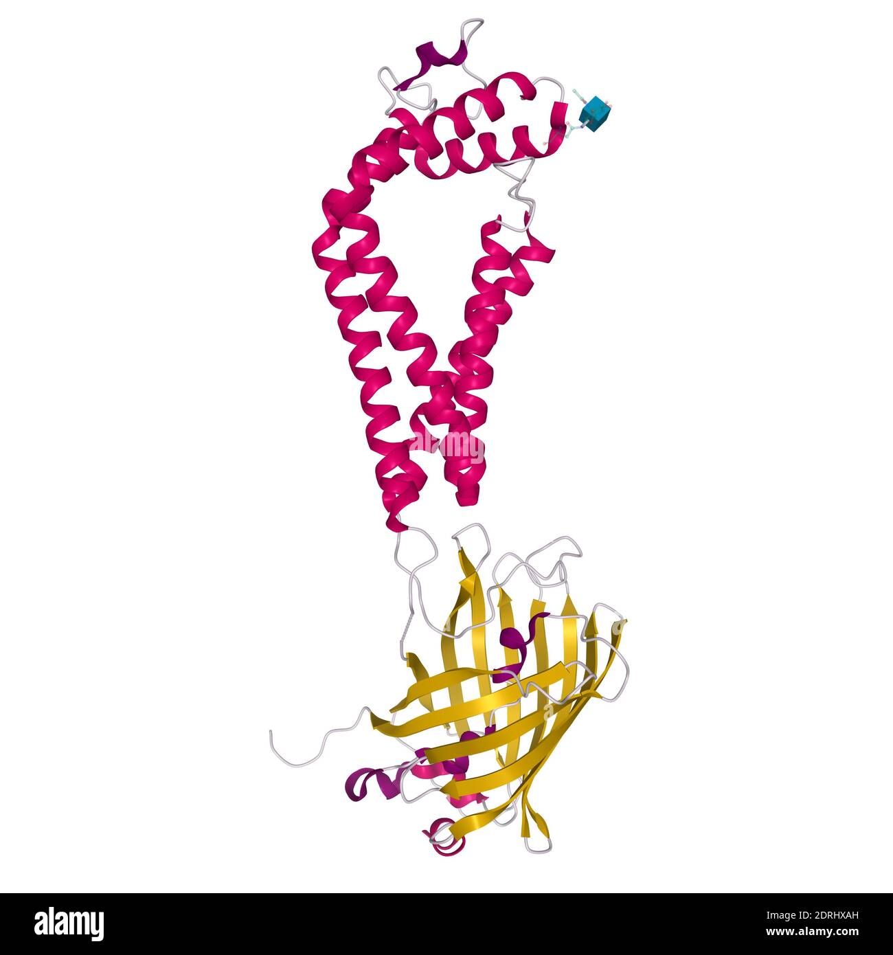 Kristallstruktur des menschlichen CD53, 3D-Cartoon-Modell mit unterschiedlich farbigen Elementen der sekundären Struktur, weißer Hintergrund Stockfoto