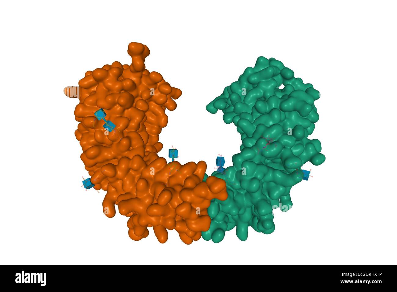 Kristallstruktur von CD14 Homodimer, 3D Oberflächenmodell isoliert, weißer Hintergrund Stockfoto