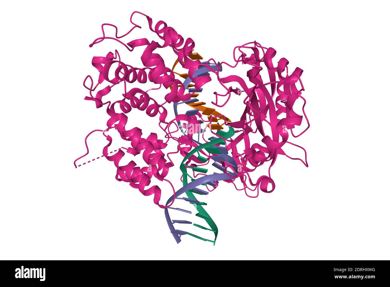 Kristallstruktur der menschlichen DNA-Ligase I gebunden an 5'-adenylierte, gekerbter DNA, 3D-Cartoon-Modell, weißer Hintergrund Stockfoto