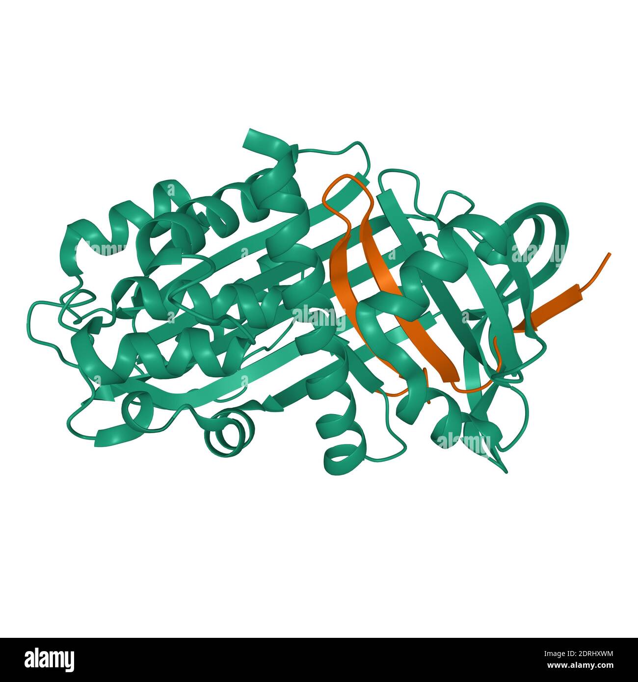 Kristallstruktur von Thyroxin-bindenden Globulin Heterodimer, Ketten A und B, 3D-Cartoon-Modell isoliert, weißer Hintergrund Stockfoto