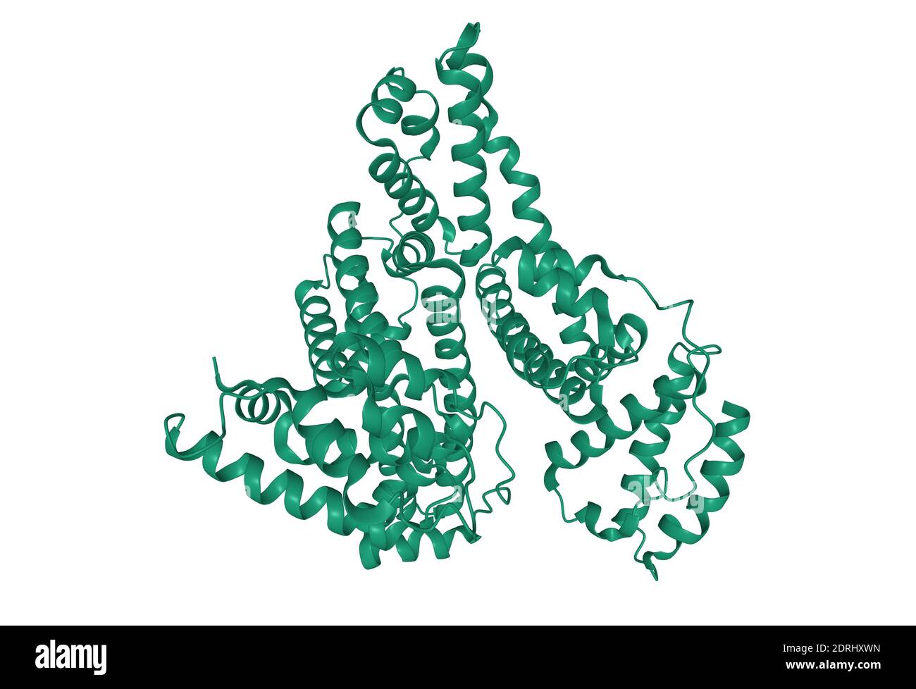 Struktur des menschlichen Albumins, 3D-Cartoon-Modell isoliert, weißer Hintergrund Stockfoto
