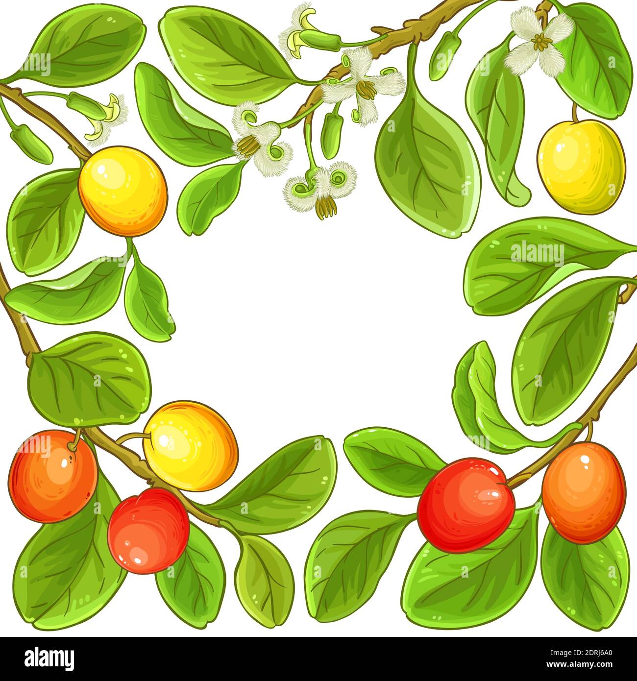 ximenia-Vektorrahmen Stock Vektor