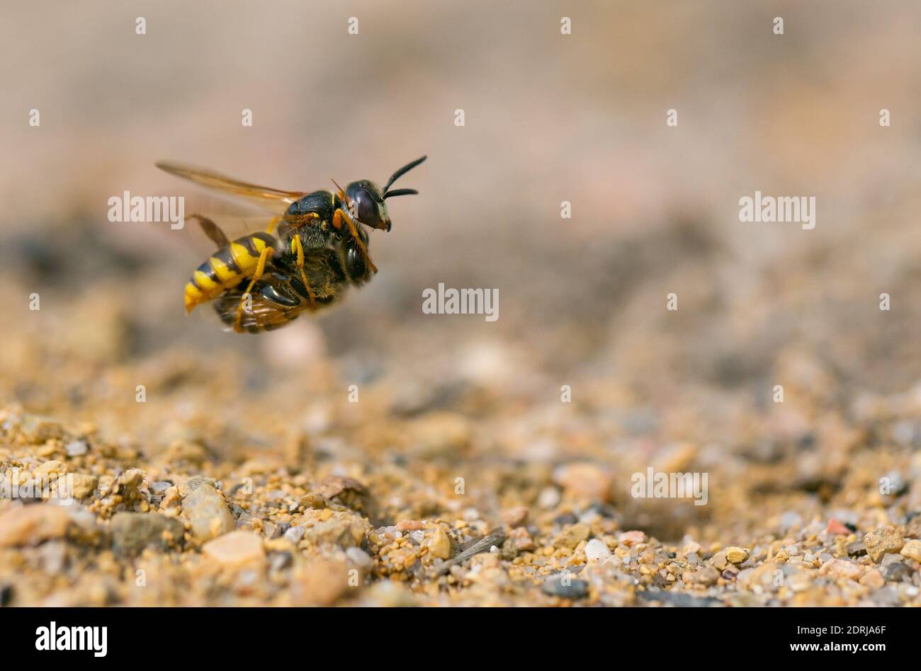 Europäischer Bienenwolf (Philanthus triangulum) mit ihrer Honigbienenbeute Stockfoto