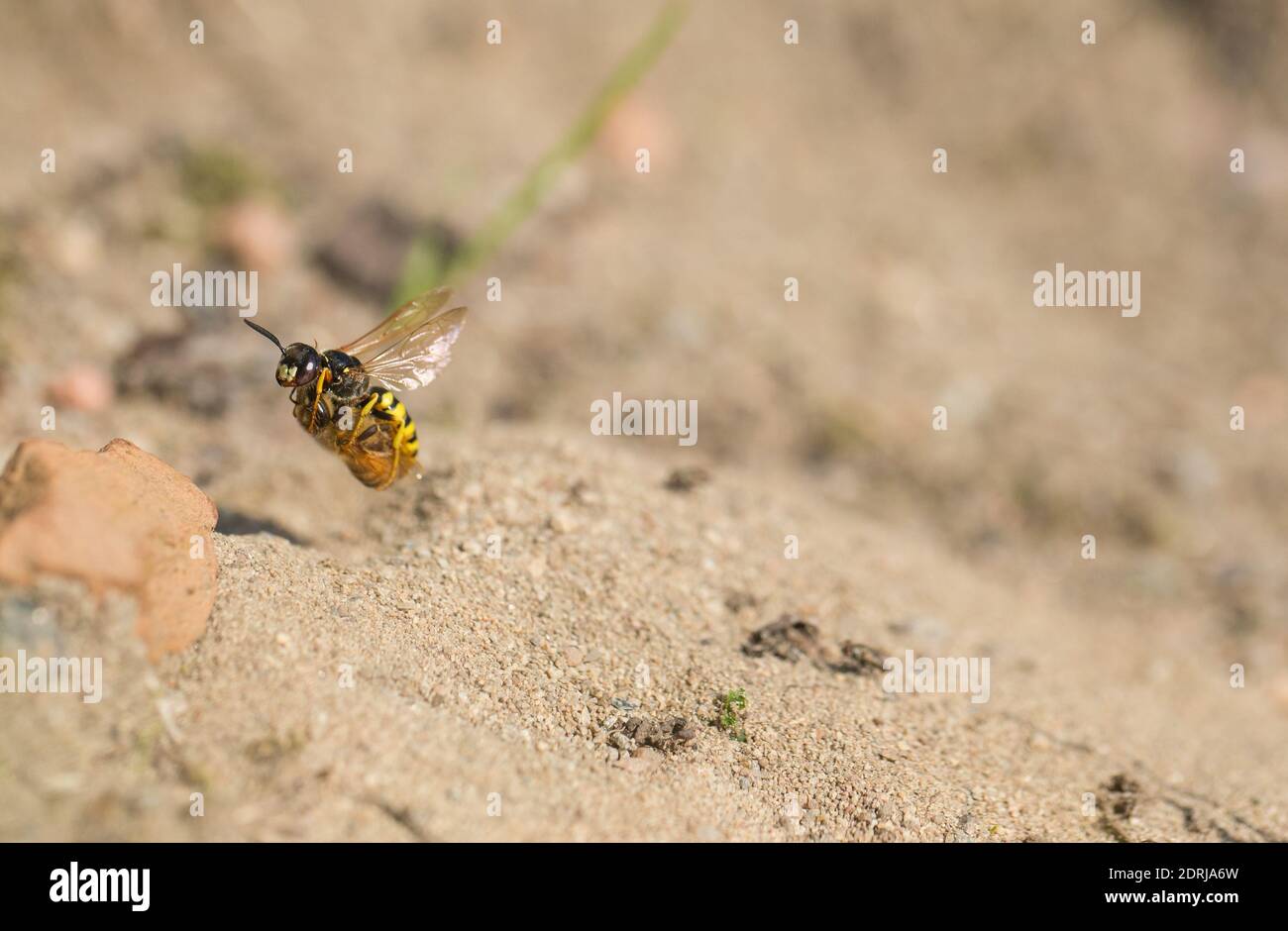 Europäischer Bienenwolf (Philanthus triangulum) mit ihrer