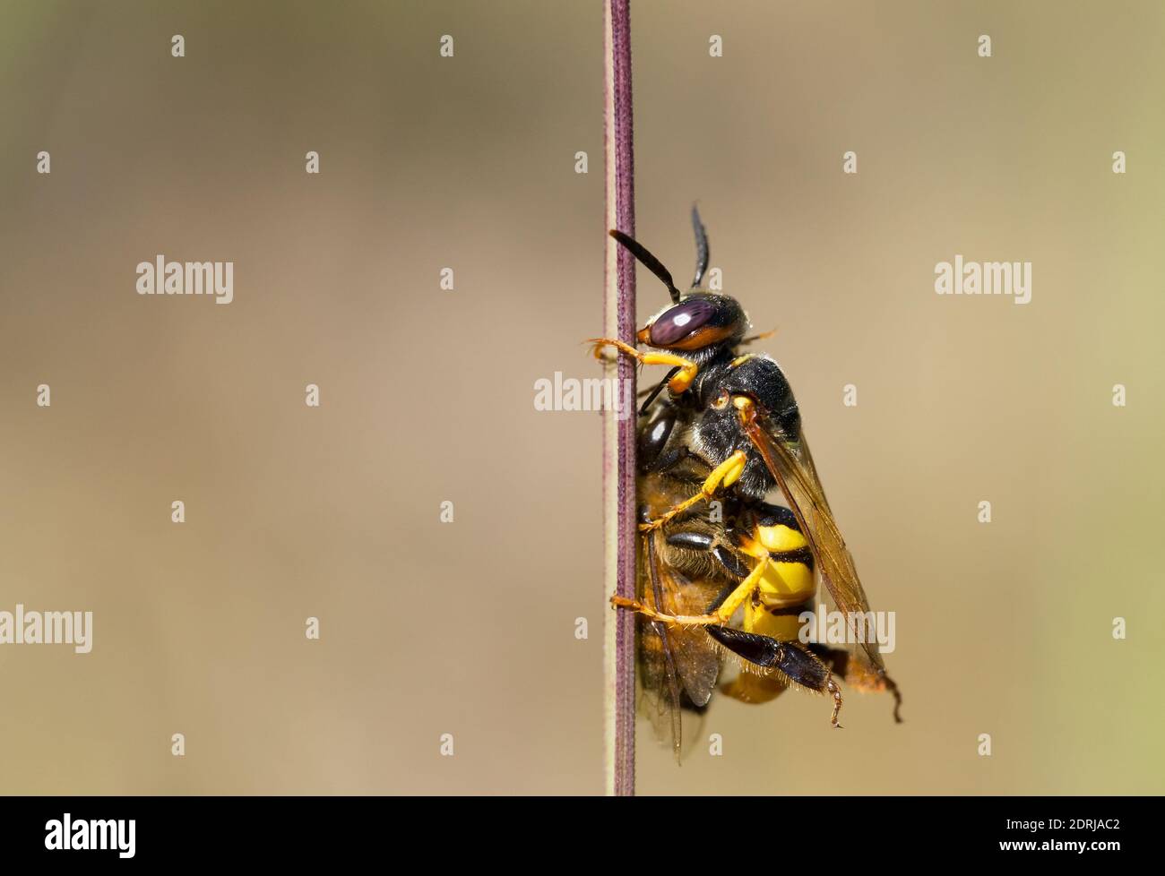 Europäischer Bienenwolf (Philanthus triangulum) mit ihrer Honigbienenbeute Stockfoto